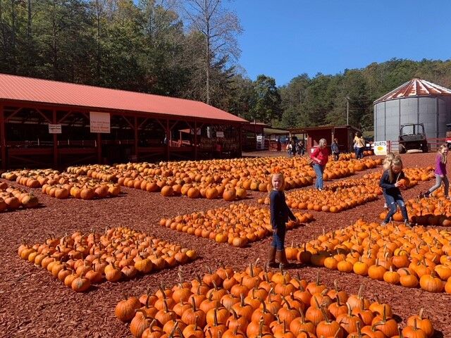 Rows and rows of pumpkins await visitors.